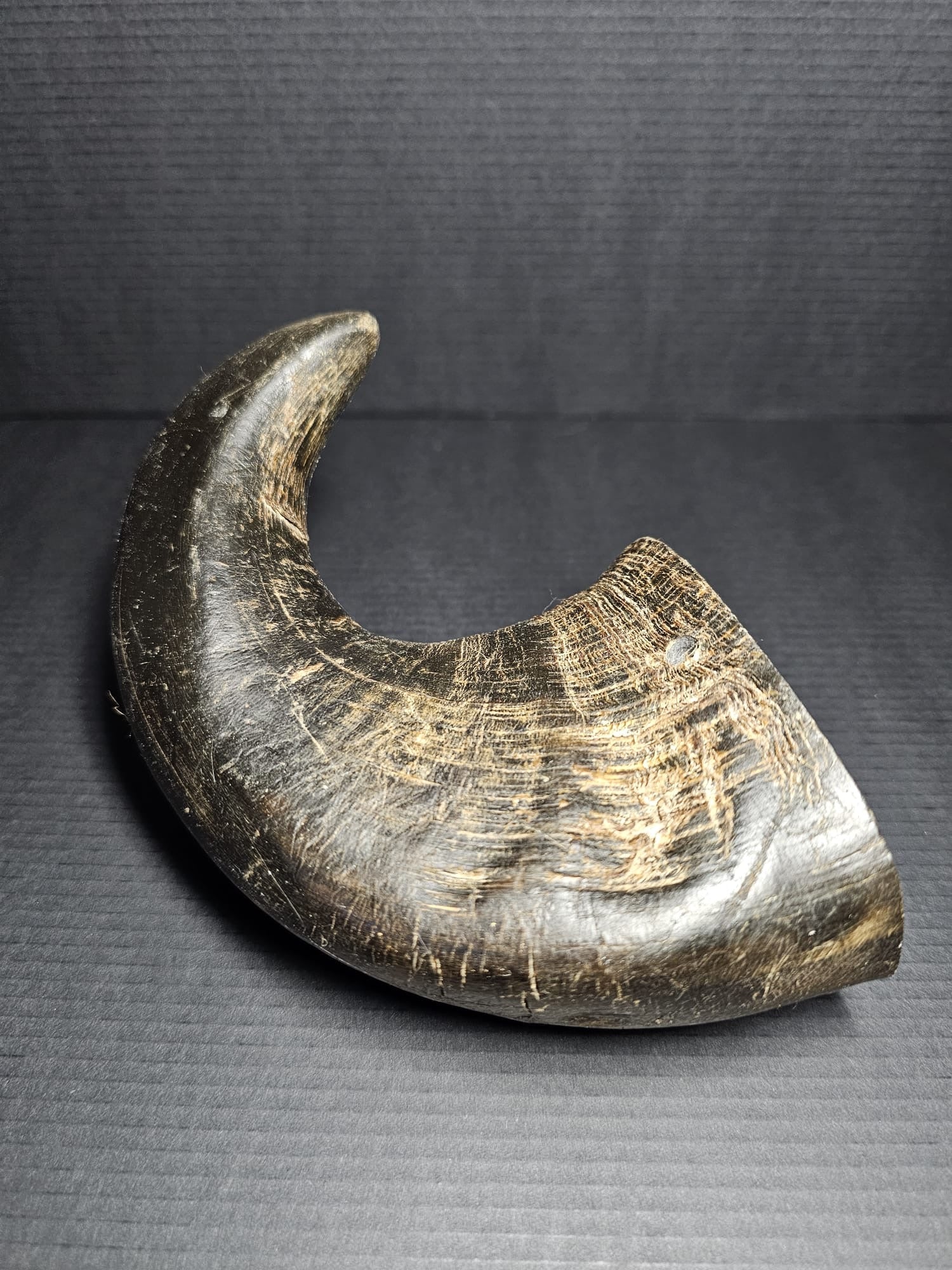 Buffalo Horn (Medium)